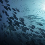 Fish Run